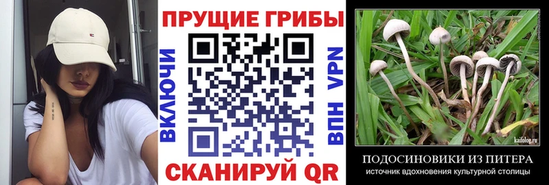 Галлюциногенные грибы Magic Shrooms  сайты даркнета Telegram  Таганрог  закладка 